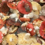 Kako očistiti russula gljive i potopiti ih